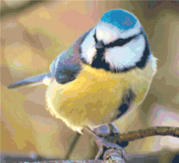 Blue tit L